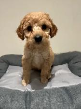Mini King Bernedoodle Puppies