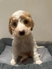 Mini King Bernedoodle Puppies - Photo 2