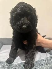 Mini King Bernedoodle Puppies - Photo 3