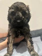 Mini King Bernedoodle Puppies - Photo 4