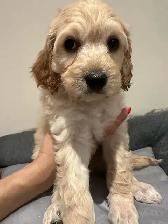 Mini King Bernedoodle Puppies - Photo 5