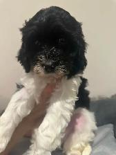 Mini King Bernedoodle Puppies - Photo 6