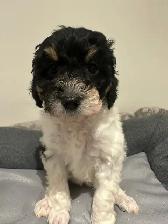 Mini King Bernedoodle Puppies - Photo 8