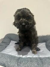 Mini King Bernedoodle Puppies - Photo 9