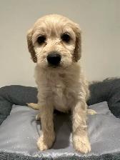 Mini King Bernedoodle Puppies - Photo 10
