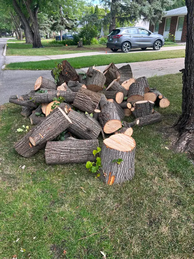 Free firewood