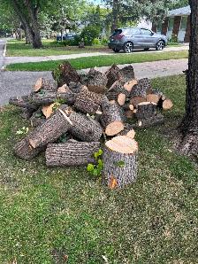 Free firewood
