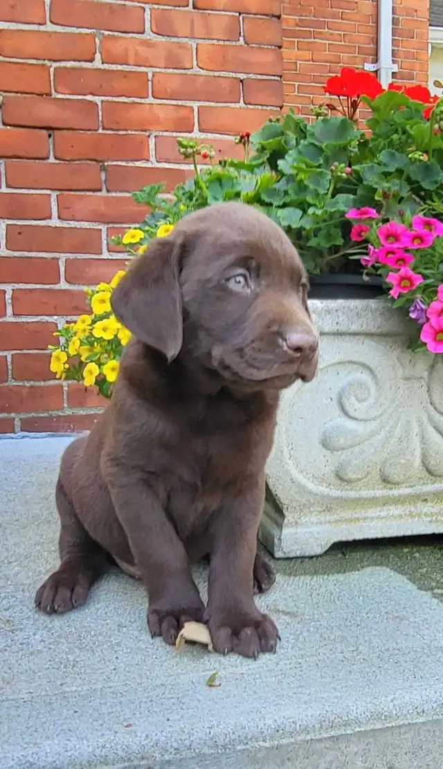 Chocolate Lab Puppies