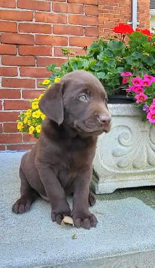 Chocolate Lab Puppies