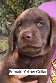Chocolate Lab Puppies - Photo 2