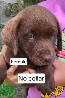 Chocolate Lab Puppies - Photo 3