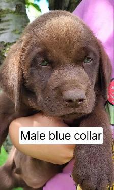 Chocolate Lab Puppies - Photo 4