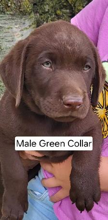 Chocolate Lab Puppies - Photo 5