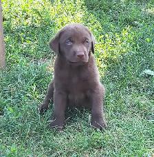 Chocolate Lab Puppies - Photo 6