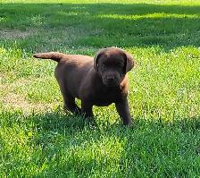 Chocolate Lab Puppies - Photo 7