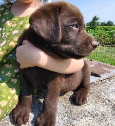 Chocolate Lab Puppies - Photo 8