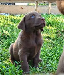 Chocolate Lab Puppies - Photo 9