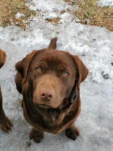 Chocolate Lab Puppies - Photo 10