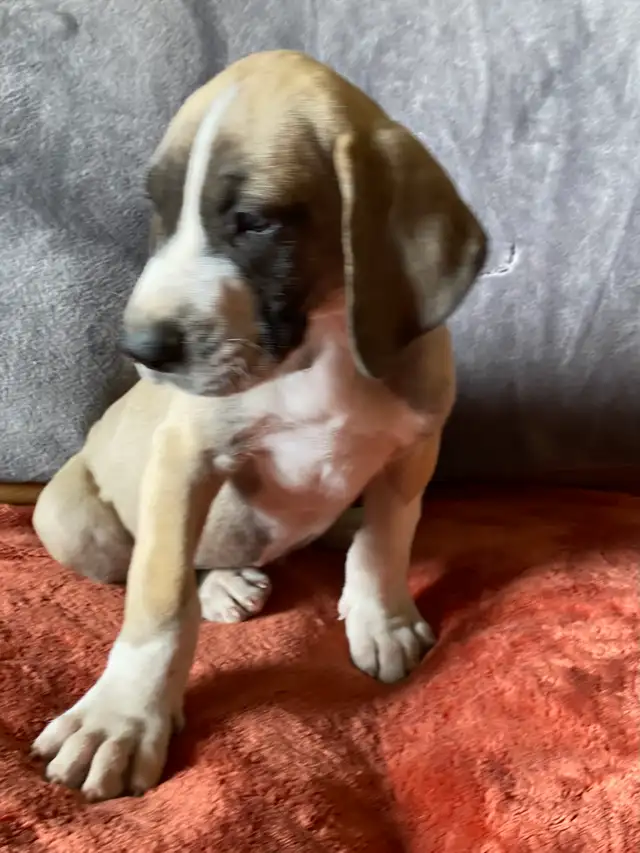 Purebred Great Dane Puppies