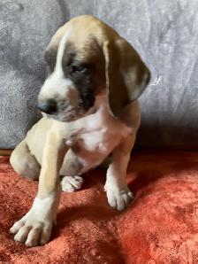 Purebred Great Dane Puppies