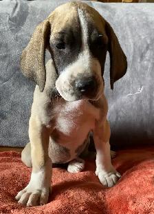 Purebred Great Dane Puppies - Photo 2