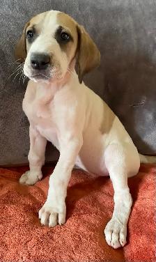 Purebred Great Dane Puppies - Photo 3
