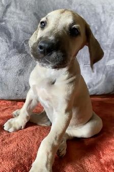 Purebred Great Dane Puppies - Photo 4