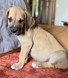Purebred Great Dane Puppies - Photo 5
