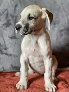 Purebred Great Dane Puppies - Photo 6