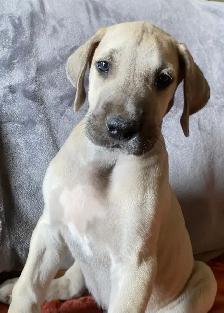 Purebred Great Dane Puppies - Photo 7