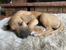 Purebred Great Dane Puppies - Photo 8