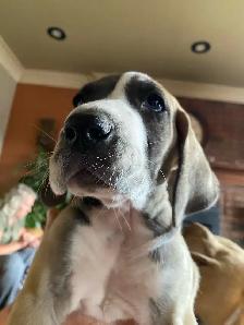 Purebred Great Dane Puppies - Photo 9