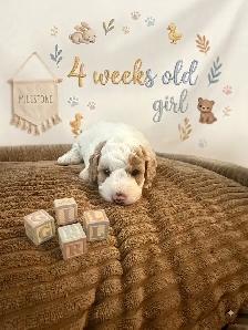 Stunning Mini Golden Doodles