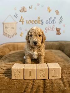 Stunning Mini Golden Doodles - Photo 2