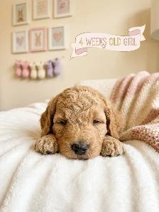 Stunning Mini Golden Doodles - Photo 3