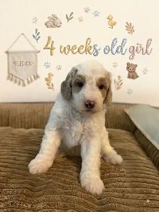 Stunning Mini Golden Doodles - Photo 4