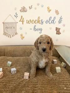 Stunning Mini Golden Doodles - Photo 5