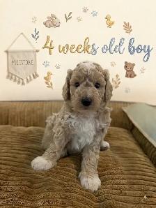 Stunning Mini Golden Doodles - Photo 6