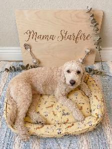 Stunning Mini Golden Doodles - Photo 7