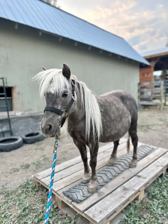 Mini Mare