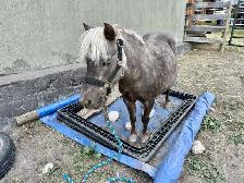 Mini Mare - Photo 2