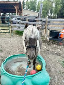 Mini Mare - Photo 3