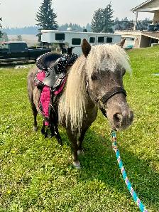 Mini Mare - Photo 5