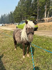 Mini Mare - Photo 6