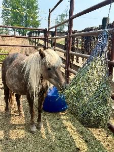 Mini Mare - Photo 7