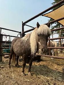 Mini Mare - Photo 8
