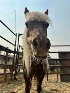 Mini Mare - Photo 9