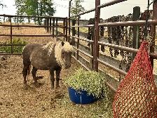 Mini Mare - Photo 10