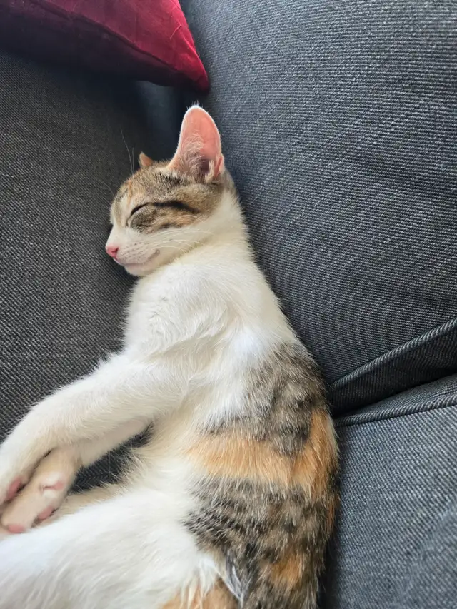 Sweet Domestic Shorthair Kitten for Sale!