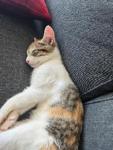 Sweet Domestic Shorthair Kitten for Sale!